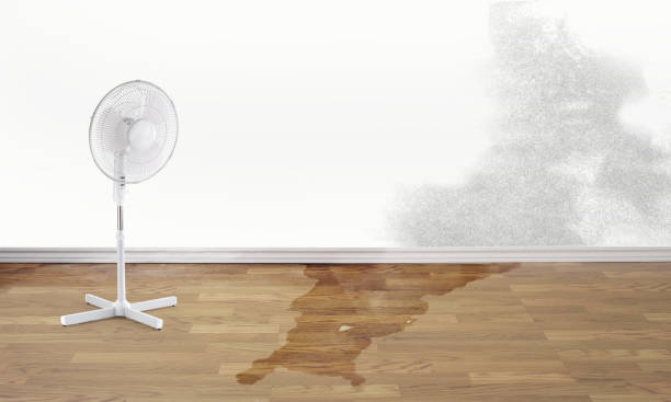 Best Water damage restoration experts  in Golden Meadow, LA