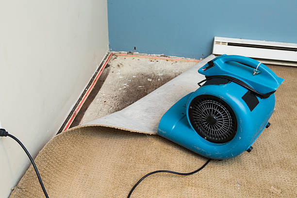 Best Flood damage cleanup  in Golden Meadow, LA
